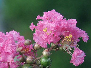 Bougainville dentelé