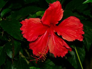 Hibiscus commun