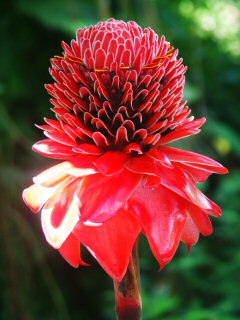 Encore une fleur inconnue