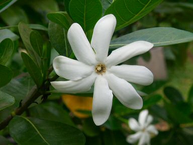 Tiare Tahiti