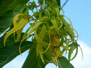 Ylang Ylang