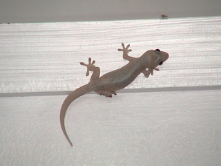 Margouillat